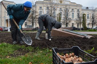 В Твери высадят более 80 тысяч луковиц тюльпанов