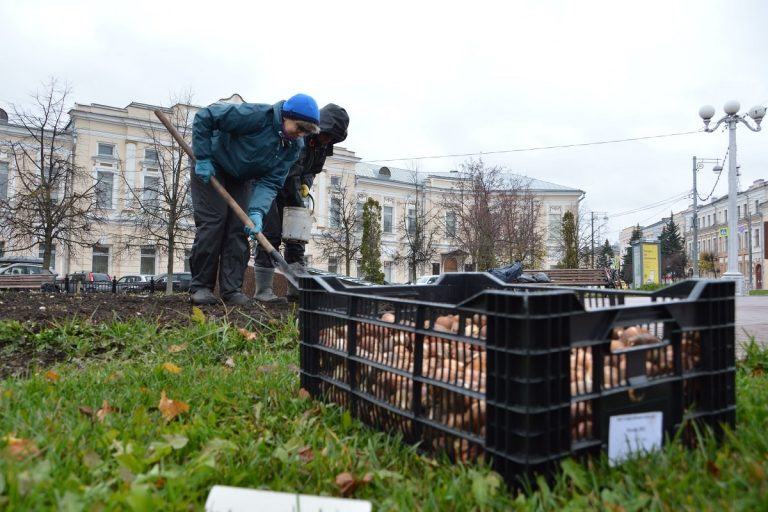 В Твери высадят более 80 тысяч луковиц тюльпанов