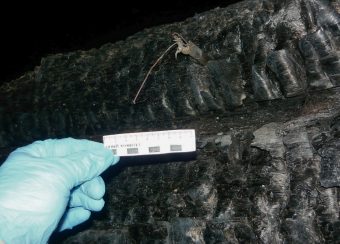Тела мужчины и женщины на пожарище в Тверской области заинтересовали Следственный комитет Тела мужчины и женщины на пожарище в Тверской области заинтересовали Следственный комитет