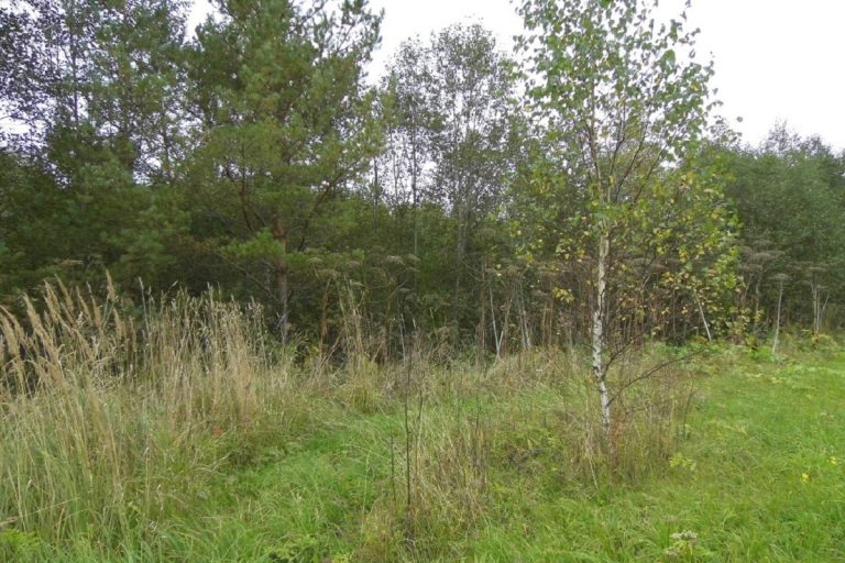 В Тверской области выявлены пахотные земли, зарастающие деревьями и кустарником