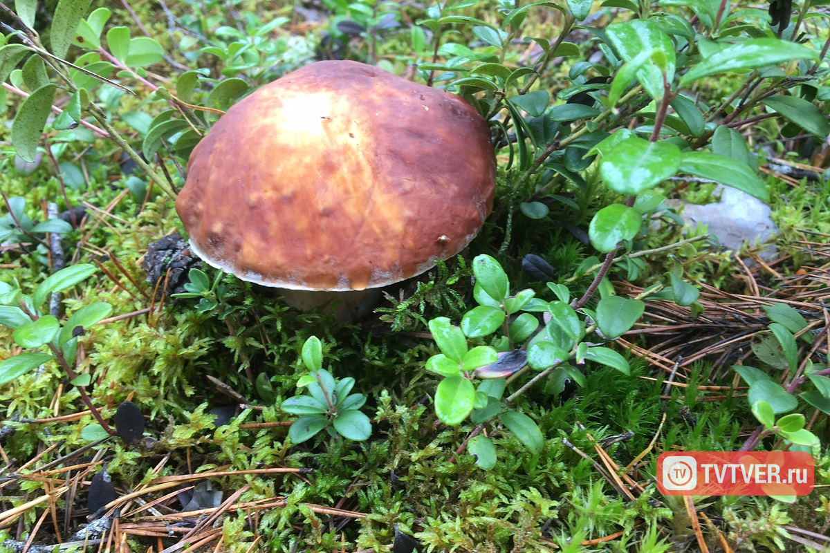 На выходных жителей Тверской области ждет грибная погода