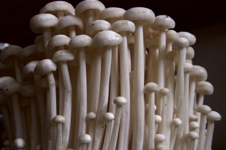 Названы самые полезные грибы