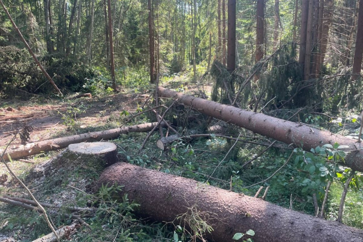 Житель Тверской области незаконно спилил деревьев на 1,2 миллиона рублей