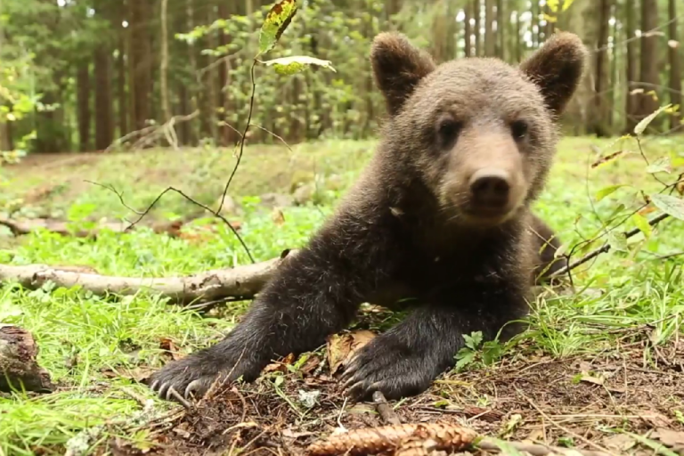 В сеть выложили новое видео с летними забавами медвежат-сирот в Тверской области