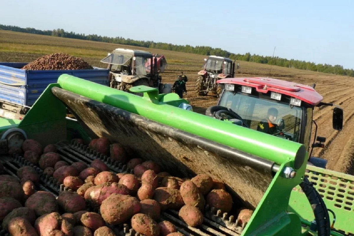 В Тверской области собрали 231,7 тысячи тонн картофеля