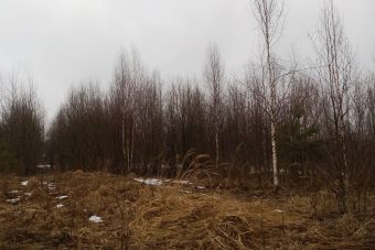 Неиспользуемые сельхозугодья в Старицком районе заросли кустарником