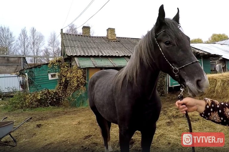 Возвращенная после похищения лошадь вновь прославила Тверскую область