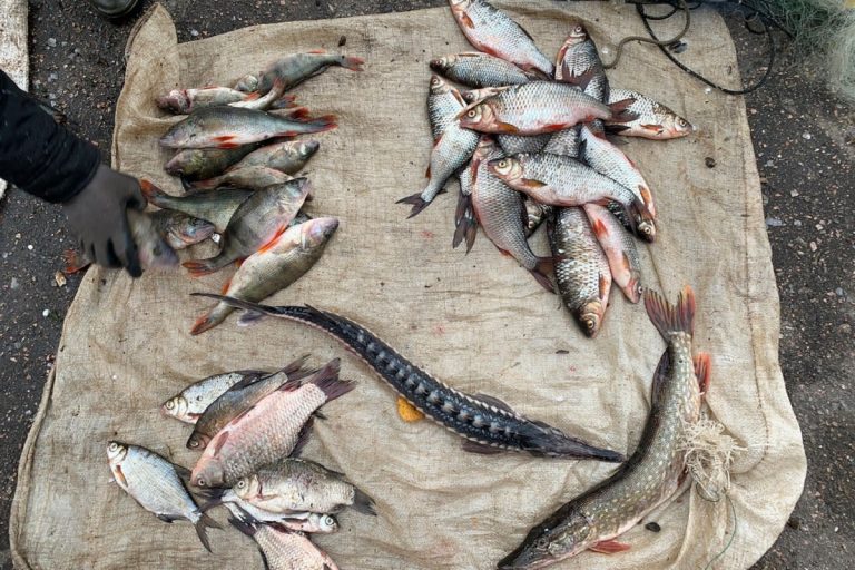 В Тверской области гаишники поймали браконьера с сотней экземпляров рыбы