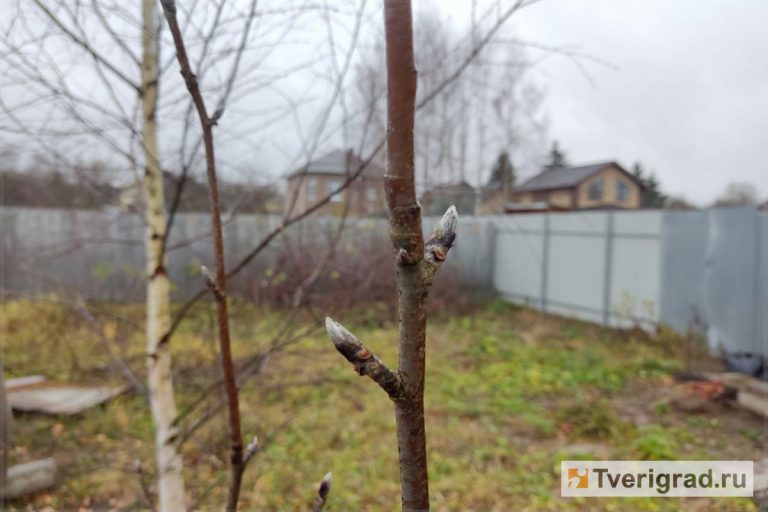 Как будто весной: в Тверской области из-за тёплой погоды распускаются почки