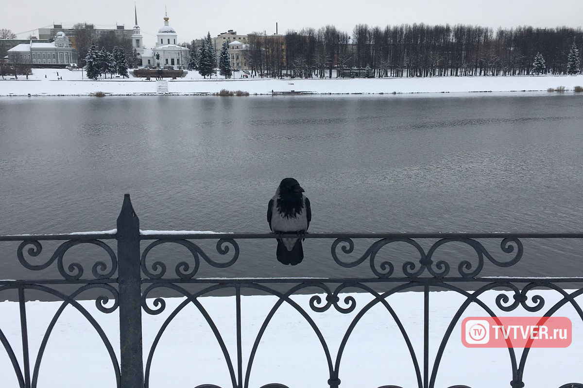 Тепло, еще теплее: как изменится погода в Тверской области в ближайшие дни