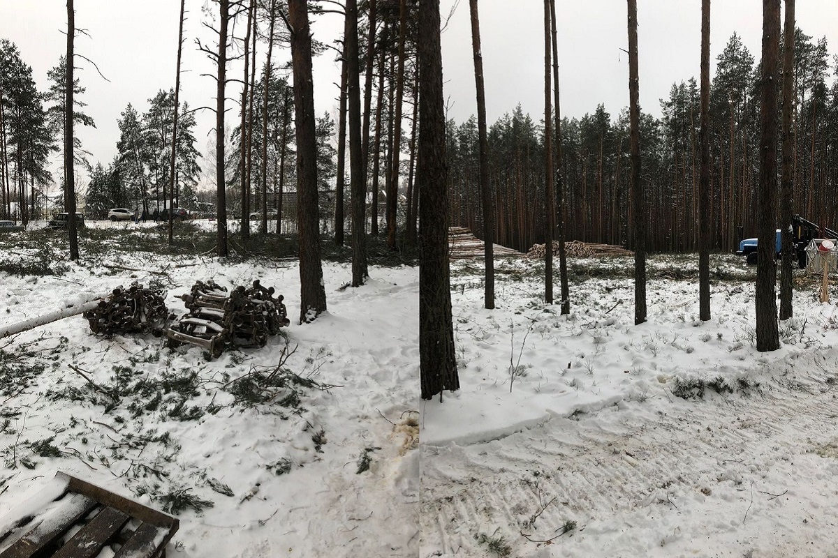В Тверской области проверят законность рубки леса у двух СНТ