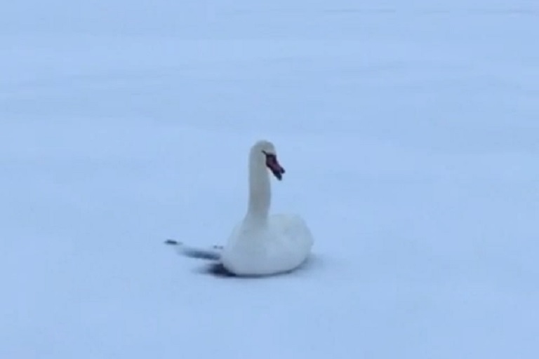 В Тверской области лебедь вмерз в лед застывшего водоема