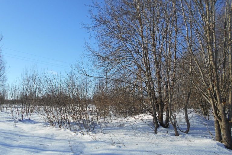 Свыше 27 гектаров заросшей пашни выявлено в Тверской области