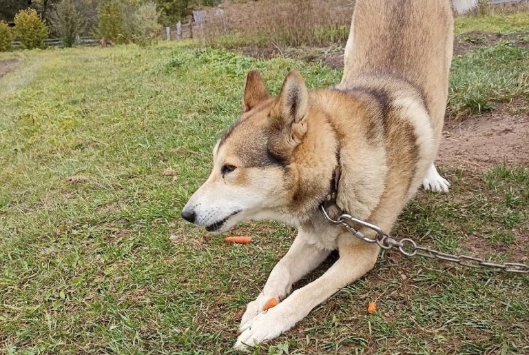 Волк загрыз сторожевую собаку в деревне Тверской области