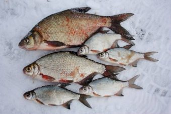 В рыбе из тверского водохранилища вновь обнаружен целый букет паразитов