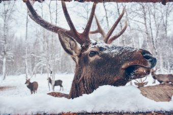 Усадьба «Судимиръ» приглашает на новогодние программы в оленье царство