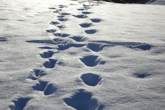 В Тверской области к украденной резиновой лодке и бензопиле привели следы В Тверской области к украденной резиновой лодке и бензопиле привели следы