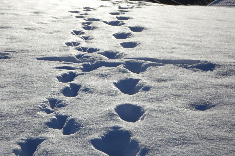 В Тверской области к украденной резиновой лодке и бензопиле привели следы