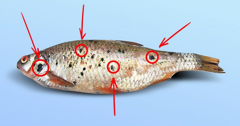 В Тверской области выловили опасную для человека рыбу с червями