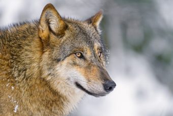 Волк загрыз сторожевую собаку в деревне Тверской области