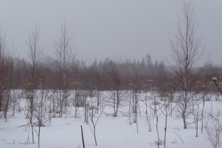 Заросшие сельхозугодья выявлены в Тверской области