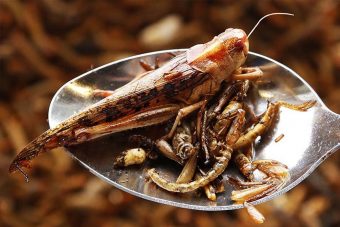 Диетолог назвала неизбежным переход на поедание кузнечиков и пояснила, чем это полезнее мяса