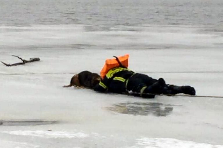 В Тверской области спасатель рискнул жизнью и вытащил из полыньи замерзающую собаку