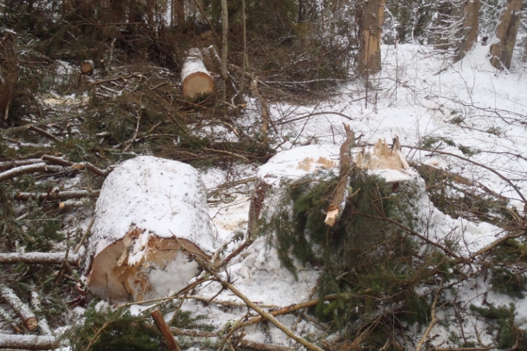 В Тверской области черный лесоруб сколотил бригаду, незаконно напилившую деревьев на 5,6 млн рублей