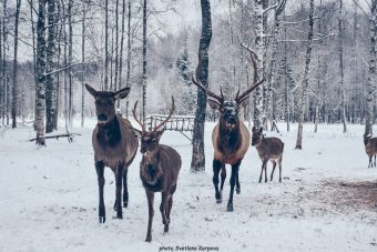 Оленья ферма «Судимиръ» приглашает на масленичные гулянья