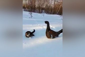 Глухарь вступил в противостояние с котом в Тверской области (видео) Глухарь вступил в противостояние с котом в Тверской области (видео)