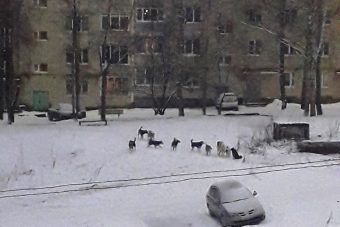 В Тверской области следователи ищут стаю терроризирующих город собак