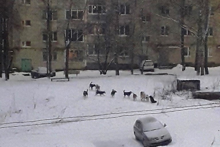 В Тверской области следователи ищут стаю терроризирующих город собак