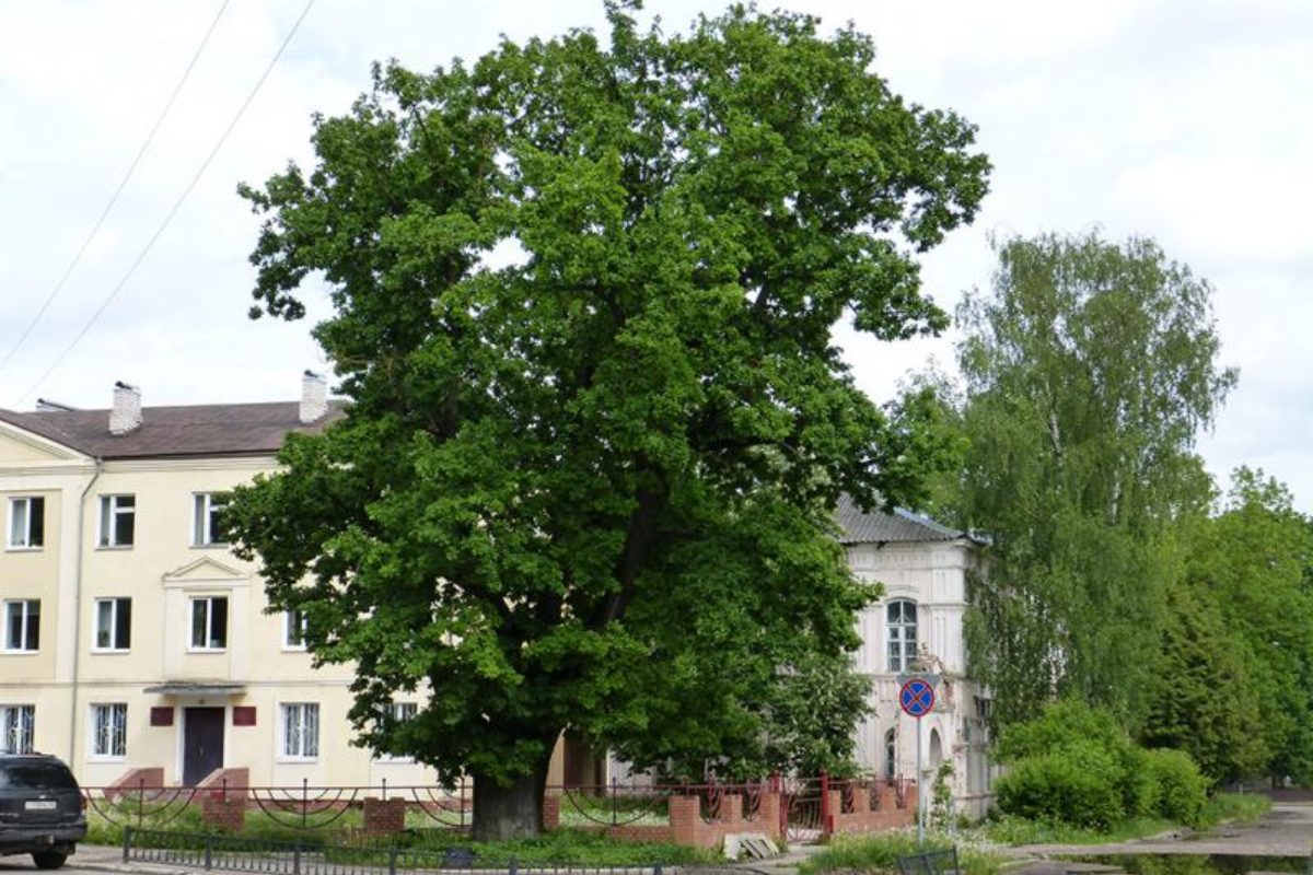 Жителям Тверской области предлагают выиграть приз за фото дерева