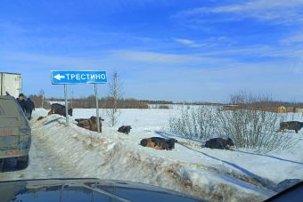 Под Тверью на дорогу из автомобиля выпали несколько коров
