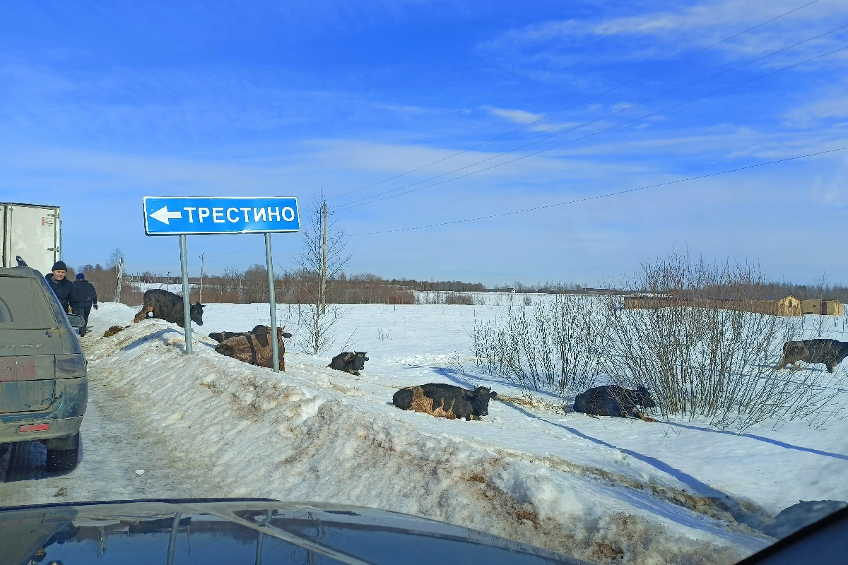Под Тверью на дорогу из автомобиля выпали несколько коров