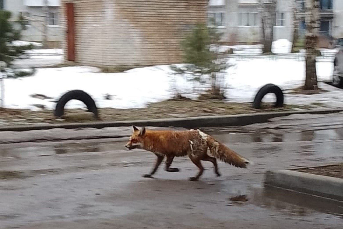 По улицам Ржева бегала подозрительная лиса
