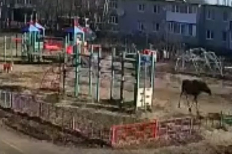 Лось забрел на детскую площадку в Тверской области (видео)