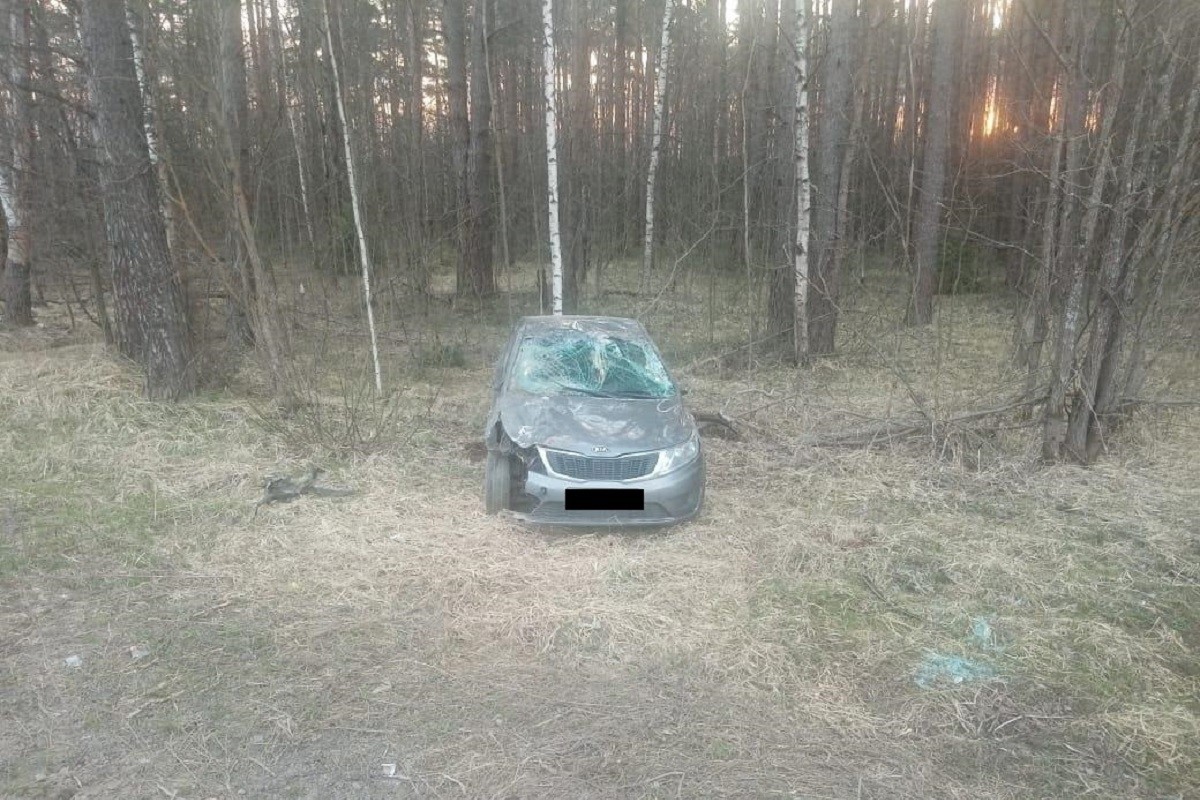 Легковушка сбила лося в Тверской области