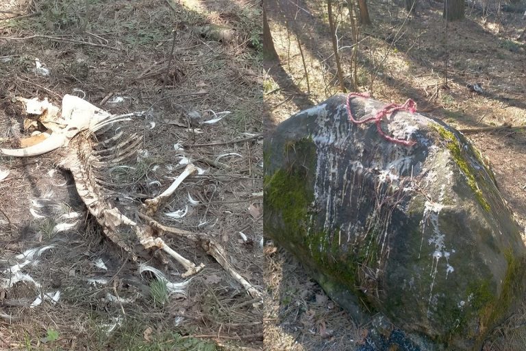 На кладбище в Твери обнаружены следы жервоприношений