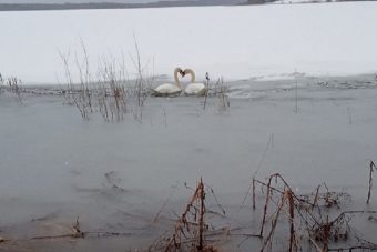 Пара роскошных белых лебедей успешно перезимовала в Тверской области Пара роскошных белых лебедей успешно перезимовала в Тверской области