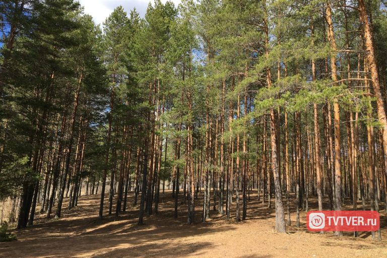 В Тверской области пропала ушедшая в лес пожилая женщина