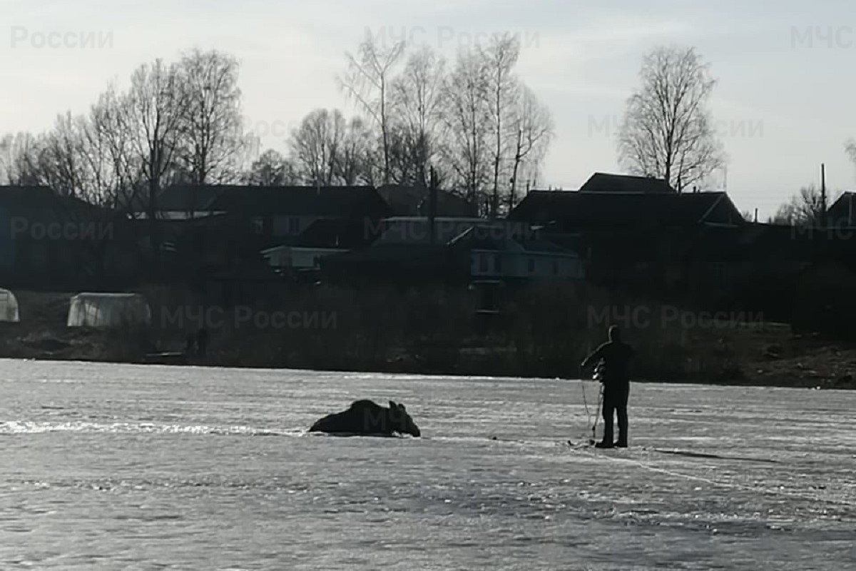 В Тверской области спасли лося, провалившегося под лед