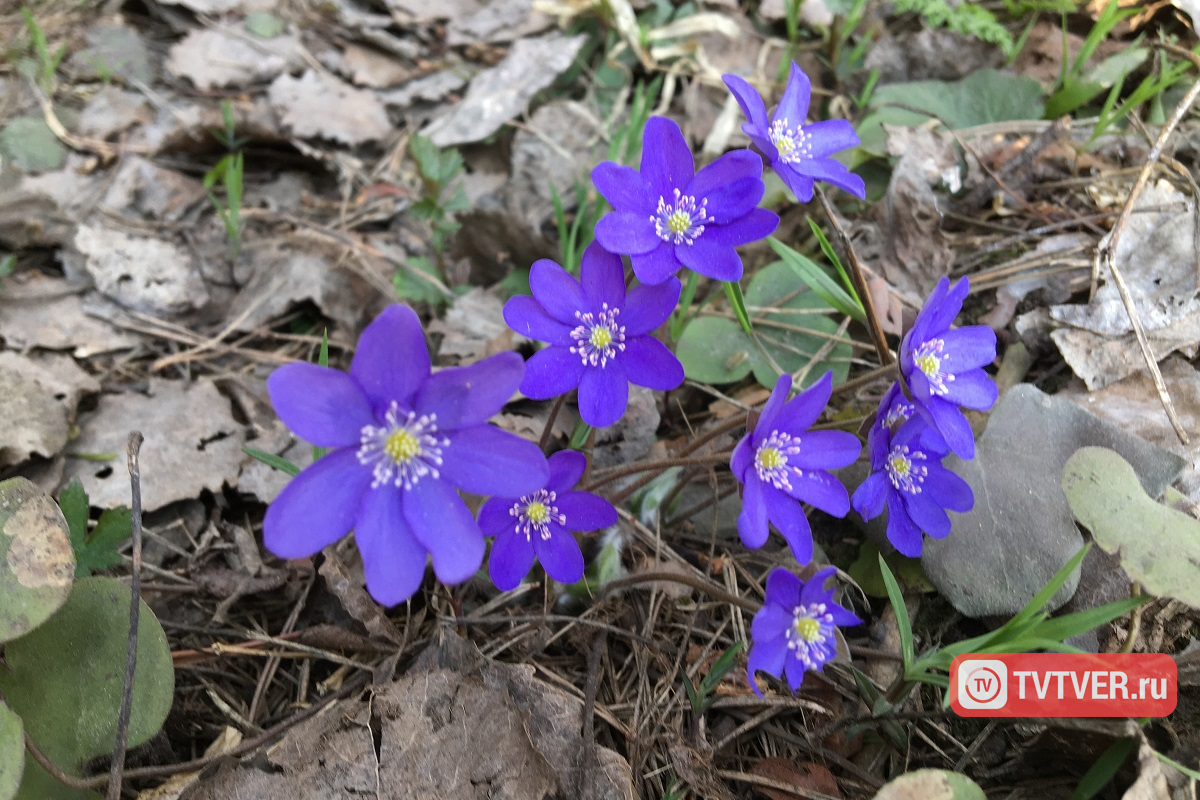 В Тверской области вновь зарегистрировано небывалое тепло