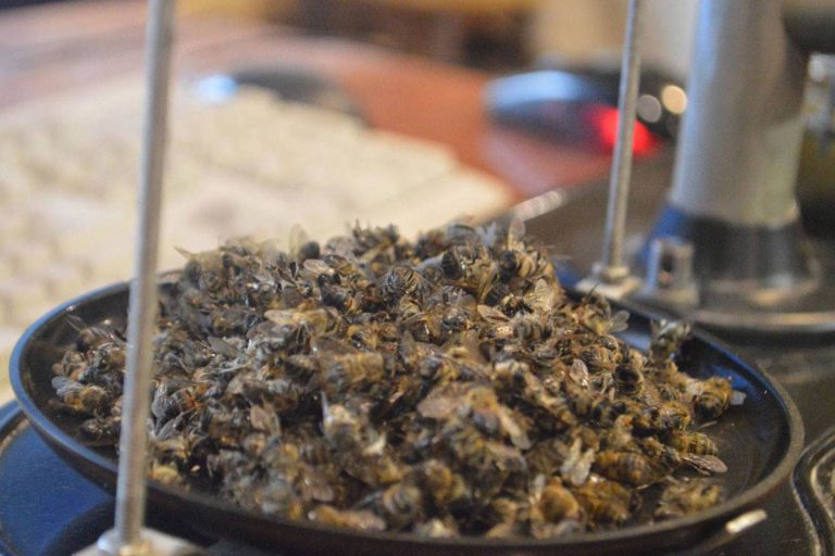 Пчёлы на пасеке в Тверской области умирали от опасной болезни