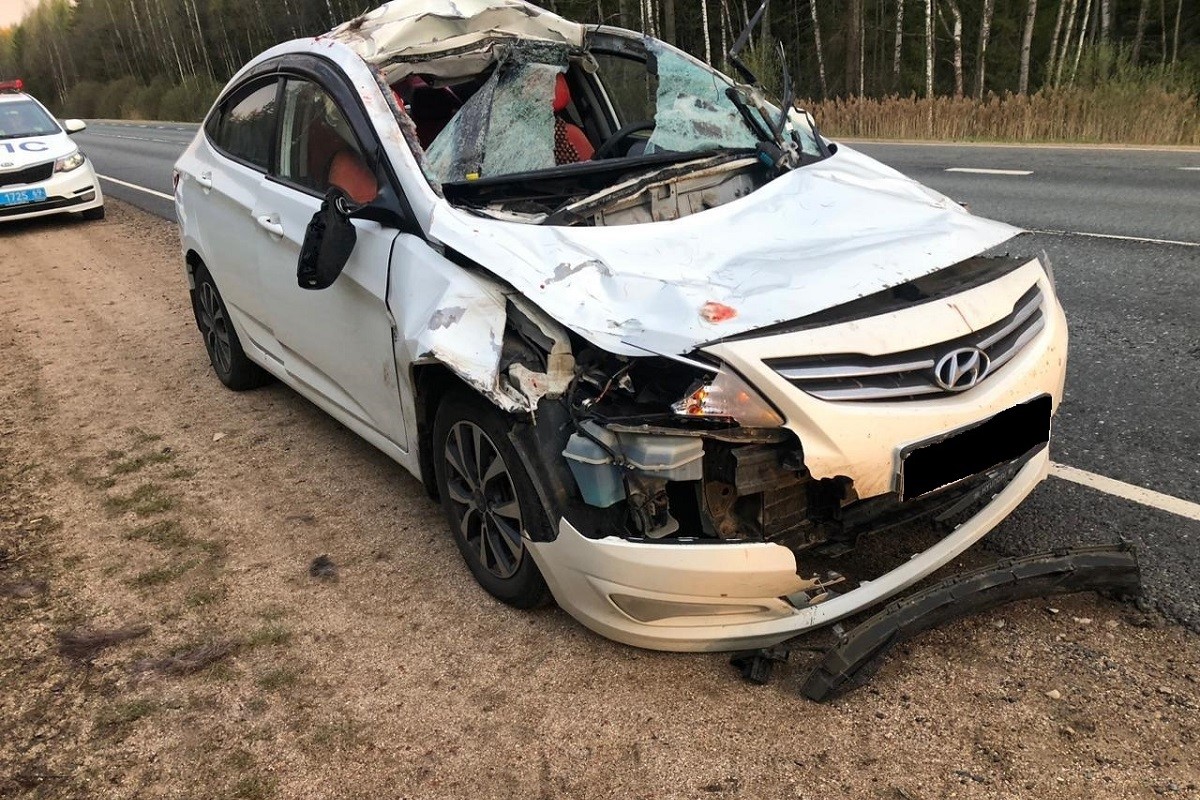 Водитель легковушки пострадал, сбив лося в Тверской области
