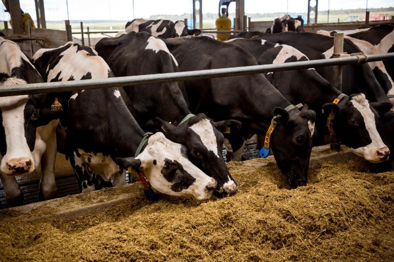Сельхозпредприятия Тверской области существенно увеличили производство мяса и молока