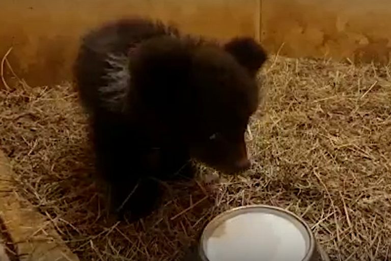 В Тверскую область привезли медвежонка-сироту из Пермского края