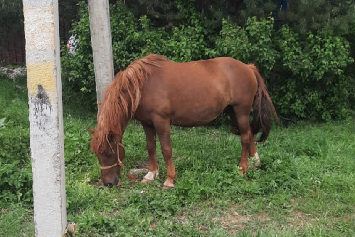 Иногородний житель похитил трех лошадей в Тверской области