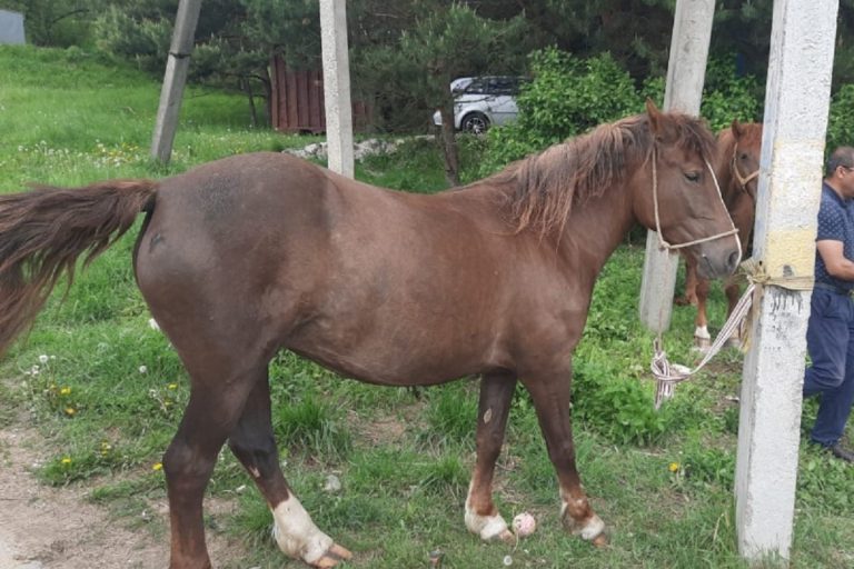 Иногородний житель похитил трех лошадей в Тверской области