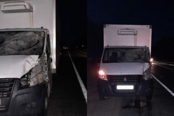 На трассе М-10 в Тверской области ГАЗель сбила лося